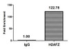 Chromatin Immunoprecipitation Hela (4*10<sup>6</sup>, treated with 30mM sodium butyrate for 4h) were treated with Micrococcal Nuclease, sonicated, and immunoprecipitated with 5µg anti-H2AFZ (CSB-PA010100OA07acHU) or a control normal rabbit IgG. The resulting ChIP DNA was quantified using real-time PCR with primers against the β-Globin promoter.