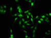 Immunofluorescence staining of Hela cells with CSB-PA010378OA105me1HU at 1:2.5, counter-stained with DAPI. The cells were fixed in 4% formaldehyde, permeabilized using 0.2% Triton X-100 and blocked in 10% normal Goat Serum. The cells were then incubated with the antibody overnight at 4°C. The secondary antibody was Alexa Fluor 488-congugated AffiniPure Goat Anti-Rabbit IgG (H+L) .