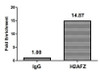 Chromatin Immunoprecipitation Hela (4*10<sup>6</sup>) were treated with Micrococcal Nuclease, sonicated, and immunoprecipitated with 5µg anti-H2AFZ (CSB-PA010100OA04me1HU) or a control normal rabbit IgG. The resulting ChIP DNA was quantified using real-time PCR with primers against the β-Globin promoter.