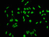 Immunofluorescence staining of Hela cells with CSB-PA010378OA164phHU at 1:5, counter-stained with DAPI. The cells were fixed in 4% formaldehyde, permeabilized using 0.2% Triton X-100 and blocked in 10% normal Goat Serum. The cells were then incubated with the antibody overnight at 4°C. The secondary antibody was Alexa Fluor 488-congugated AffiniPure Goat Anti-Rabbit IgG (H+L) .