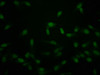 Immunofluorescence staining of Hela cells with CSB-PA010389PA118crHU at 1:50, counter-stained with DAPI. The cells were fixed in 4% formaldehyde, permeabilized using 0.2% Triton X-100 and blocked in 10% normal Goat Serum. The cells were then incubated with the antibody overnight at 4°C. The secondary antibody was Alexa Fluor 488-congugated AffiniPure Goat Anti-Rabbit IgG (H+L) .