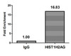 Chromatin Immunoprecipitation Hela (4*10<sup>6</sup>, treated with 30mM sodium crotonylate for 4h) were treated with Micrococcal Nuclease, sonicated, and immunoprecipitated with 5µg anti-HIST1H2AG (CSB-PA010389PA118crHU) or a control normal rabbit IgG. The resulting ChIP DNA was quantified using real-time PCR with primers against the β-Globin promoter.