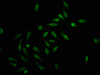 Immunofluorescence staining of Hela cells with CSB-PA010378OA159forHU at 1:2.5, counter-stained with DAPI. The cells were fixed in 4% formaldehyde, permeabilized using 0.2% Triton X-100 and blocked in 10% normal Goat Serum. The cells were then incubated with the antibody overnight at 4°C. The secondary antibody was Alexa Fluor 488-congugated AffiniPure Goat Anti-Rabbit IgG (H+L) .