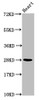 Western Blot<br />
 Positive WB detected in: Mouse heart tissue<br />
 All lanes: HIST1H2AG antibody at 1.04µg/ml<br />
 Secondary<br />
 Goat polyclonal to rabbit IgG at 1/50000 dilution<br />
 Predicted band size: 15 kDa<br />
 Observed band size: 28 kDa<br />