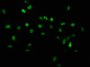 Immunofluorescence staining of Hela cells with CSB-PA010389OA36nhibHU at 1:2.5, counter-stained with DAPI. The cells were fixed in 4% formaldehyde, permeabilized using 0.2% Triton X-100 and blocked in 10% normal Goat Serum. The cells were then incubated with the antibody overnight at 4°C. The secondary antibody was Alexa Fluor 488-congugated AffiniPure Goat Anti-Rabbit IgG (H+L) .