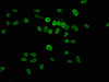 Immunofluorescence staining of Hela cells with CSB-PA010380OA17phHU at 1:2.5, counter-stained with DAPI. The cells were fixed in 4% formaldehyde, permeabilized using 0.2% Triton X-100 and blocked in 10% normal Goat Serum. The cells were then incubated with the antibody overnight at 4°C. The secondary antibody was Alexa Fluor 488-congugated AffiniPure Goat Anti-Rabbit IgG (H+L) .