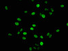 Immunofluorescence staining of Hela cells with CSB-PA010380OA17nphHU at 1:2.5, counter-stained with DAPI. The cells were fixed in 4% formaldehyde, permeabilized using 0.2% Triton X-100 and blocked in 10% normal Goat Serum. The cells were then incubated with the antibody overnight at 4°C. The secondary antibody was Alexa Fluor 488-congugated AffiniPure Goat Anti-Rabbit IgG (H+L) .