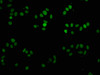 Immunofluorescence staining of HepG2 cells with CSB-PA010087OA81me1HU at 1:2.5, counter-stained with DAPI. The cells were fixed in 4% formaldehyde, permeabilized using 0.2% Triton X-100 and blocked in 10% normal Goat Serum. The cells were then incubated with the antibody overnight at 4°C. The secondary antibody was Alexa Fluor 488-congugated AffiniPure Goat Anti-Rabbit IgG (H+L) .