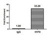 Chromatin Immunoprecipitation Hela (4*10<sup>6</sup>) were treated with Micrococcal Nuclease, sonicated, and immunoprecipitated with 5µg anti-H1F0 (CSB-PA010087OA81me1HU) or a control normal rabbit IgG. The resulting ChIP DNA was quantified using real-time PCR with primers against the β-Globin promoter.