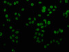 Immunofluorescence staining of HepG2 cells with CSB-PA010087OA81nme1HU at 1:2.5, counter-stained with DAPI. The cells were fixed in 4% formaldehyde, permeabilized using 0.2% Triton X-100 and blocked in 10% normal Goat Serum. The cells were then incubated with the antibody overnight at 4°C. The secondary antibody was Alexa Fluor 488-congugated AffiniPure Goat Anti-Rabbit IgG (H+L) .