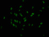 Immunofluorescence staining of Hela cells with CSB-PA010379OA179phHU at 1:25, counter-stained with DAPI. The cells were fixed in 4% formaldehyde, permeabilized using 0.2% Triton X-100 and blocked in 10% normal Goat Serum. The cells were then incubated with the antibody overnight at 4°C. The secondary antibody was Alexa Fluor 488-congugated AffiniPure Goat Anti-Rabbit IgG (H+L) .