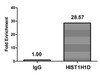 Chromatin Immunoprecipitation Hela (4*10<sup>6</sup>) were treated with Micrococcal Nuclease, sonicated, and immunoprecipitated with 5µg anti-HIST1H1D (CSB-PA010379OA179phHU) or a control normal rabbit IgG. The resulting ChIP DNA was quantified using real-time PCR with primers against the β-Globin promoter. Chromatin Immunoprecipitation Hela (4*10<sup>6</sup>) were treated with Micrococcal Nuclease, sonicated, and immunoprecipitated with 5µg anti-HIST1H1D (CSB-PA010379OA179phHU) or a control normal rabbit IgG. The resulting ChIP DNA was quantified using real-time PCR with primers against the β-Globin promoter.