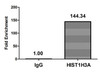 Chromatin Immunoprecipitation Hela (4*10<sup>6</sup>) were treated with Micrococcal Nuclease, sonicated, and immunoprecipitated with 5µg anti-HIST1H3A (CSB-PA010418OA06phHU) or a control normal rabbit IgG. The resulting ChIP DNA was quantified using real-time PCR with primers against the β-Globin promoter.