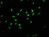 Immunofluorescence staining of Hela cells with CSB-PA010379OA179nphHU at 1:1, counter-stained with DAPI. The cells were fixed in 4% formaldehyde, permeabilized using 0.2% Triton X-100 and blocked in 10% normal Goat Serum. The cells were then incubated with the antibody overnight at 4°C. The secondary antibody was Alexa Fluor 488-congugated AffiniPure Goat Anti-Rabbit IgG (H+L) .