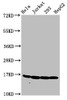 Western Blot<br />
 Positive WB detected in: Hela whole cell lysate, Jurkat whole cell lysate, 293 whole cell lysate, HepG2 whole cell lysate<br />
 All lanes: HIST1H3A antibody at 1.2µg/ml<br />
 Secondary<br />
 Goat polyclonal to rabbit IgG at 1/50000 dilution<br />
 Predicted band size: 16 kDa<br />
 Observed band size: 16 kDa<br />