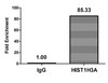 Chromatin Immunoprecipitation Hela (4*10<sup>6</sup>) were treated with Micrococcal Nuclease, sonicated, and immunoprecipitated with 5µg anti-HIST1H3A (CSB-PA010418OA06nphHU) or a control normal rabbit IgG. The resulting ChIP DNA was quantified using real-time PCR with primers against the β-Globin promoter.