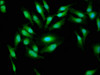 Immunofluorescence staining of Hela cells with CSB-PA001023LA01HU at 1:33, counter-stained with DAPI. The cells were fixed in 4% formaldehyde, permeabilized using 0.2% Triton X-100 and blocked in 10% normal Goat Serum. The cells were then incubated with the antibody overnight at 4°C. The secondary antibody was Alexa Fluor 488-congugated AffiniPure Goat Anti-Rabbit IgG (H+L) .