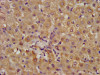 IHC image of CSB-PA001579LA01HU diluted at 1:400 and staining in paraffin-embedded human liver tissue performed on a Leica BondTM system. After dewaxing and hydration, antigen retrieval was mediated by high pressure in a citrate buffer (pH 6.0) . Section was blocked with 10% normal goat serum 30min at RT. Then primary antibody (1% BSA) was incubated at 4°C overnight. The primary is detected by a biotinylated secondary antibody and visualized using an HRP conjugated SP system.