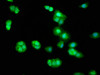 Immunofluorescence staining of HepG2 cells with CSB-PA002701LA01HU at 1:33, counter-stained with DAPI. The cells were fixed in 4% formaldehyde, permeabilized using 0.2% Triton X-100 and blocked in 10% normal Goat Serum. The cells were then incubated with the antibody overnight at 4°C. The secondary antibody was Alexa Fluor 488-congugated AffiniPure Goat Anti-Rabbit IgG (H+L) .