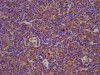IHC image of CSB-PA002701LA01HU diluted at 1:100 and staining in paraffin-embedded human lymph node tissue performed on a Leica BondTM system. After dewaxing and hydration, antigen retrieval was mediated by high pressure in a citrate buffer (pH 6.0) . Section was blocked with 10% normal goat serum 30min at RT. Then primary antibody (1% BSA) was incubated at 4°C overnight. The primary is detected by a biotinylated secondary antibody and visualized using an HRP conjugated SP system.