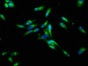 Immunofluorescence staining of Hela cells with CSB-PA005397LA01HU at 1:133, counter-stained with DAPI. The cells were fixed in 4% formaldehyde, permeabilized using 0.2% Triton X-100 and blocked in 10% normal Goat Serum. The cells were then incubated with the antibody overnight at 4°C. The secondary antibody was Alexa Fluor 488-congugated AffiniPure Goat Anti-Rabbit IgG (H+L) .