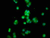 Immunofluorescence staining of HepG2 cells with CSB-PA006462LA01HU at 1:100, counter-stained with DAPI. The cells were fixed in 4% formaldehyde, permeabilized using 0.2% Triton X-100 and blocked in 10% normal Goat Serum. The cells were then incubated with the antibody overnight at 4°C. The secondary antibody was Alexa Fluor 488-congugated AffiniPure Goat Anti-Rabbit IgG (H+L) .