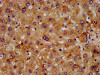 IHC image of CSB-PA008650LA01HU diluted at 1:500 and staining in paraffin-embedded human liver tissue performed on a Leica BondTM system. After dewaxing and hydration, antigen retrieval was mediated by high pressure in a citrate buffer (pH 6.0) . Section was blocked with 10% normal goat serum 30min at RT. Then primary antibody (1% BSA) was incubated at 4°C overnight. The primary is detected by a biotinylated secondary antibody and visualized using an HRP conjugated SP system.
