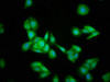 Immunofluorescence staining of HepG2 cells with CSB-PA010567LA01HU at 1:133, counter-stained with DAPI. The cells were fixed in 4% formaldehyde, permeabilized using 0.2% Triton X-100 and blocked in 10% normal Goat Serum. The cells were then incubated with the antibody overnight at 4°C. The secondary antibody was Alexa Fluor 488-congugated AffiniPure Goat Anti-Rabbit IgG (H+L) . Immunofluorescence staining of HepG2 cells with CSB-PA010567LA01HU at 1:133, counter-stained with DAPI. The cells were fixed in 4% formaldehyde, permeabilized using 0.2% Triton X-100 and blocked in 10% normal Goat Serum. The cells were then incubated with the antibody overnight at 4°C. The secondary antibody was Alexa Fluor 488-congugated AffiniPure Goat Anti-Rabbit IgG (H+L) .