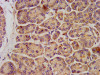 IHC image of CSB-PA012071LA01HU diluted at 1:300 and staining in paraffin-embedded human pancreatic tissue performed on a Leica BondTM system. After dewaxing and hydration, antigen retrieval was mediated by high pressure in a citrate buffer (pH 6.0) . Section was blocked with 10% normal goat serum 30min at RT. Then primary antibody (1% BSA) was incubated at 4°C overnight. The primary is detected by a biotinylated secondary antibody and visualized using an HRP conjugated SP system.