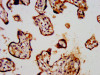 IHC image of CSB-PA012071LA01HU diluted at 1:300 and staining in paraffin-embedded human placenta tissue performed on a Leica BondTM system. After dewaxing and hydration, antigen retrieval was mediated by high pressure in a citrate buffer (pH 6.0) . Section was blocked with 10% normal goat serum 30min at RT. Then primary antibody (1% BSA) was incubated at 4°C overnight. The primary is detected by a biotinylated secondary antibody and visualized using an HRP conjugated SP system.