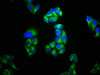 Immunofluorescence staining of Hela cells with CSB-PA012071LA01HU at 1:100, counter-stained with DAPI. The cells were fixed in 4% formaldehyde, permeabilized using 0.2% Triton X-100 and blocked in 10% normal Goat Serum. The cells were then incubated with the antibody overnight at 4°C. The secondary antibody was Alexa Fluor 488-congugated AffiniPure Goat Anti-Rabbit IgG (H+L) .