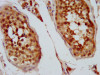IHC image of CSB-PA012347LA01HU diluted at 1:400 and staining in paraffin-embedded human testis tissue performed on a Leica BondTM system. After dewaxing and hydration, antigen retrieval was mediated by high pressure in a citrate buffer (pH 6.0) . Section was blocked with 10% normal goat serum 30min at RT. Then primary antibody (1% BSA) was incubated at 4°C overnight. The primary is detected by a biotinylated secondary antibody and visualized using an HRP conjugated SP system.