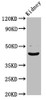 Western Blot<br />
 Positive WB detected in: Rat kidney tissue<br />
 All lanes: LHX2 antibody at 5.43µg/ml<br />
 Secondary<br />
 Goat polyclonal to rabbit IgG at 1/50000 dilution<br />
 Predicted band size: 45 kDa<br />
 Observed band size: 45 kDa<br />