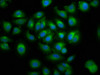 Immunofluorescence staining of A549 cells with CSB-PA012991LA01HU at 1:100, counter-stained with DAPI. The cells were fixed in 4% formaldehyde, permeabilized using 0.2% Triton X-100 and blocked in 10% normal Goat Serum. The cells were then incubated with the antibody overnight at 4°C. The secondary antibody was Alexa Fluor 488-congugated AffiniPure Goat Anti-Rabbit IgG (H+L) . Immunofluorescence staining of A549 cells with CSB-PA012991LA01HU at 1:100, counter-stained with DAPI. The cells were fixed in 4% formaldehyde, permeabilized using 0.2% Triton X-100 and blocked in 10% normal Goat Serum. The cells were then incubated with the antibody overnight at 4°C. The secondary antibody was Alexa Fluor 488-congugated AffiniPure Goat Anti-Rabbit IgG (H+L) .