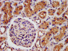 IHC image of CSB-PA013096LA01HU diluted at 1:500 and staining in paraffin-embedded human kidney tissue performed on a Leica BondTM system.