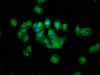 Immunofluorescence staining of HepG2 cells with CSB-PA013400LA01HU at 1:133, counter-stained with DAPI. The cells were fixed in 4% formaldehyde, permeabilized using 0.2% Triton X-100 and blocked in 10% normal Goat Serum. The cells were then incubated with the antibody overnight at 4°C. The secondary antibody was Alexa Fluor 488-congugated AffiniPure Goat Anti-Rabbit IgG (H+L) .