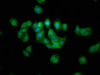 Immunofluorescence staining of HepG2 cells with CSB-PA013400LA01HU at 1:133, counter-stained with DAPI. The cells were fixed in 4% formaldehyde, permeabilized using 0.2% Triton X-100 and blocked in 10% normal Goat Serum. The cells were then incubated with the antibody overnight at 4°C. The secondary antibody was Alexa Fluor 488-congugated AffiniPure Goat Anti-Rabbit IgG (H+L) . Immunofluorescence staining of HepG2 cells with CSB-PA013400LA01HU at 1:133, counter-stained with DAPI. The cells were fixed in 4% formaldehyde, permeabilized using 0.2% Triton X-100 and blocked in 10% normal Goat Serum. The cells were then incubated with the antibody overnight at 4°C. The secondary antibody was Alexa Fluor 488-congugated AffiniPure Goat Anti-Rabbit IgG (H+L) .