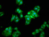 Immunofluorescence staining of HepG2 cells with CSB-PA013715LA01HU at 1:133, counter-stained with DAPI. The cells were fixed in 4% formaldehyde, permeabilized using 0.2% Triton X-100 and blocked in 10% normal Goat Serum. The cells were then incubated with the antibody overnight at 4°C. The secondary antibody was Alexa Fluor 488-congugated AffiniPure Goat Anti-Rabbit IgG (H+L) .