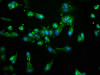 Immunofluorescence staining of Hela cells with CSB-PA015702LA01HU at 1:100, counter-stained with DAPI. The cells were fixed in 4% formaldehyde, permeabilized using 0.2% Triton X-100 and blocked in 10% normal Goat Serum. The cells were then incubated with the antibody overnight at 4°C. The secondary antibody was Alexa Fluor 488-congugated AffiniPure Goat Anti-Rabbit IgG (H+L) .