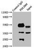 Immunoprecipitating PDLIM4 in K562 whole cell lysate<br />
 Lane 1: Rabbit control IgG instead of CSB-PA017735LA01HU in K562 whole cell lysate.
 For western blotting, a HRP-conjugated Protein G antibody was used as the secondary antibody (1/2000) <br />
 Lane 2: CSB-PA017735LA01HU (6µg) + K562 whole cell lysate (500µg) <br />
 Lane 3: K562 whole cell lysate (20µg) <br />