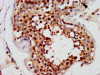 IHC image of CSB-PA017940LA01HU diluted at 1:300 and staining in paraffin-embedded human testis tissue performed on a Leica BondTM system.