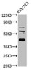 Western Blot<br />
 Positive WB detected in: NIH/3T3 whole cell lysate<br />
 All lanes: RBFOX2 antibody at 6µg/ml<br />
 Secondary<br />
 Goat polyclonal to rabbit IgG at 1/50000 dilution<br />
 Predicted band size: 42, 41, 38, 40, 48, 44 kDa<br />
 Observed band size: 42 kDa<br />