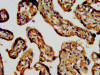 IHC image of CSB-PA019439LA01HU diluted at 1:400 and staining in paraffin-embedded human placenta tissue performed on a Leica BondTM system. After dewaxing and hydration, antigen retrieval was mediated by high pressure in a citrate buffer (pH 6.0) . Section was blocked with 10% normal goat serum 30min at RT. Then primary antibody (1% BSA) was incubated at 4°C overnight. The primary is detected by a biotinylated secondary antibody and visualized using an HRP conjugated SP system.