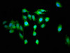 Immunofluorescence staining of Hela cells with CSB-PA019658LA01HU at 1:100, counter-stained with DAPI. The cells were fixed in 4% formaldehyde, permeabilized using 0.2% Triton X-100 and blocked in 10% normal Goat Serum. The cells were then incubated with the antibody overnight at 4°C. The secondary antibody was Alexa Fluor 488-congugated AffiniPure Goat Anti-Rabbit IgG (H+L) .