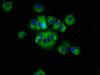 Immunofluorescence staining of MCF-7 cells with CSB-PA019688LA01HU at 1:66, counter-stained with DAPI. The cells were fixed in 4% formaldehyde, permeabilized using 0.2% Triton X-100 and blocked in 10% normal Goat Serum. The cells were then incubated with the antibody overnight at 4°C. The secondary antibody was Alexa Fluor 488-congugated AffiniPure Goat Anti-Rabbit IgG (H+L) .