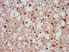 IHC image of CSB-PA020750LA01HU diluted at 1:500 and staining in paraffin-embedded human brain tissue performed on a Leica BondTM system.