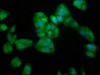 Immunofluorescence staining of HepG2 cells with CSB-PA021072LA01HU at 1:200, counter-stained with DAPI. The cells were fixed in 4% formaldehyde, permeabilized using 0.2% Triton X-100 and blocked in 10% normal Goat Serum. The cells were then incubated with the antibody overnight at 4°C. The secondary antibody was Alexa Fluor 488-congugated AffiniPure Goat Anti-Rabbit IgG (H+L) .