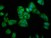 Immunofluorescence staining of HepG2 cells with CSB-PA021072LA01HU at 1:200, counter-stained with DAPI. The cells were fixed in 4% formaldehyde, permeabilized using 0.2% Triton X-100 and blocked in 10% normal Goat Serum. The cells were then incubated with the antibody overnight at 4°C. The secondary antibody was Alexa Fluor 488-congugated AffiniPure Goat Anti-Rabbit IgG (H+L) .