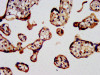 IHC image of CSB-PA021714LA01HU diluted at 1:400 and staining in paraffin-embedded human placenta tissue performed on a Leica BondTM system.
