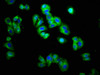 Immunofluorescence staining of HepG2 cells with CSB-PA024441LA01HU at 1:166, counter-stained with DAPI. The cells were fixed in 4% formaldehyde, permeabilized using 0.2% Triton X-100 and blocked in 10% normal Goat Serum. The cells were then incubated with the antibody overnight at 4°C. The secondary antibody was Alexa Fluor 488-congugated AffiniPure Goat Anti-Rabbit IgG (H+L) .